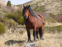 Fotos de Caballos