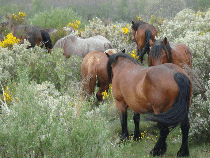 Fotos de Yeguada Moreno