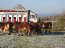 Transporte de Ganado