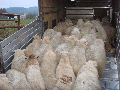 Transporte de Ovejas