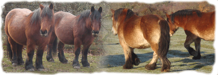 Yeguas y Caballos Historia